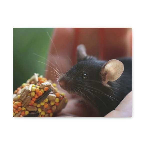 Funny Rat Silly Rat Outside Wall Art Ready to Hang Unframed